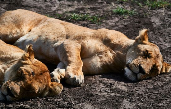 Las 5 Curiosidades Más Fascinantes de la Vida Silvestre